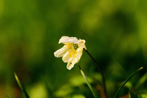 Ανεμώνη λευκό λουλούδι — Φωτογραφία Αρχείου