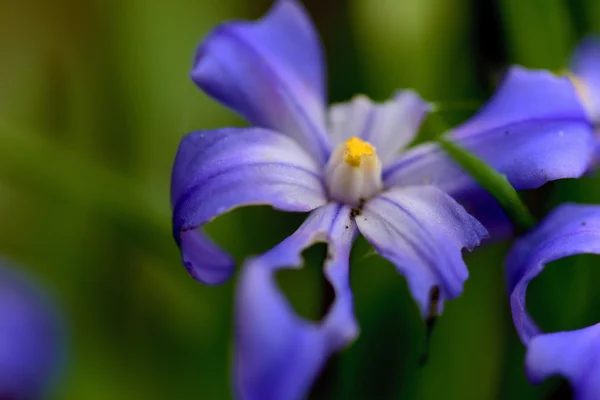 Fiore blu primaverile in erba — Foto Stock