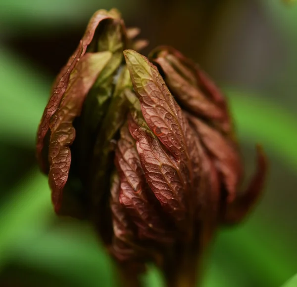 Flor de Helleborus purpurascens — Fotografia de Stock