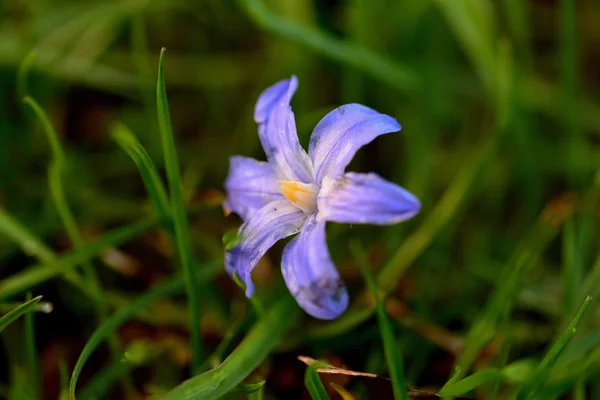 Mavi bahar çimen çiçek — Stok fotoğraf
