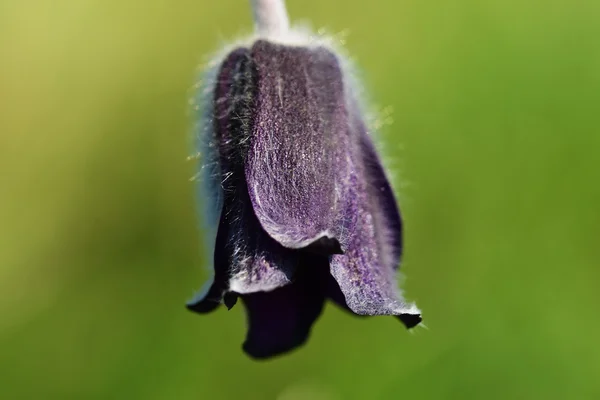 Pulsatilla pratensis na jaře — Stock fotografie