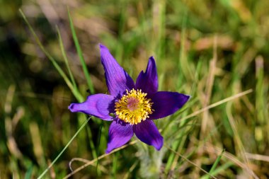 Pulsatilla pratensis bahar