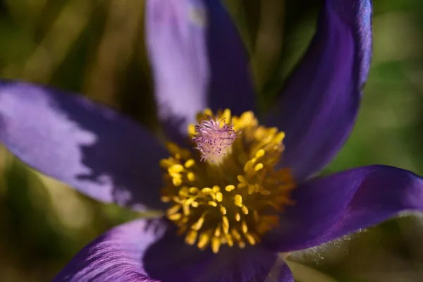 Pulsatilla pratensis na jaře — Stock fotografie