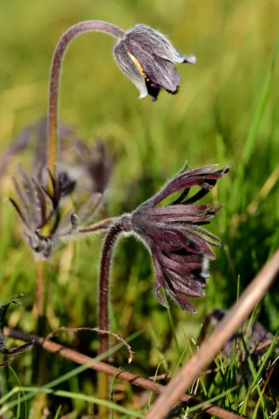 Pulsatilla pratensis in het voorjaar — Stockfoto