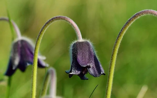 봄에는 Pulsatilla pratensis — 스톡 사진