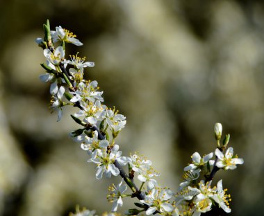 Beyaz ağacı çiçek açar.