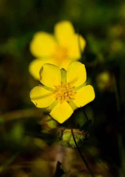 Flor amarilla kingcup —  Fotos de Stock