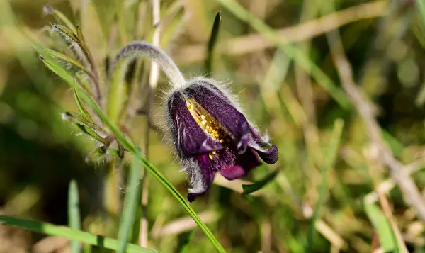 Pulsatilla pratensis in het voorjaar — Stockfoto