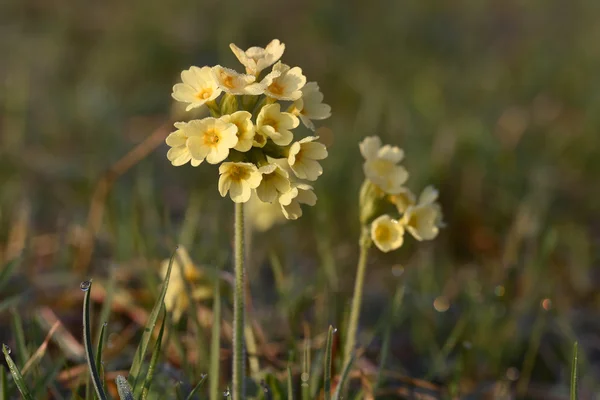 Detail Petrklíč květ — Stock fotografie