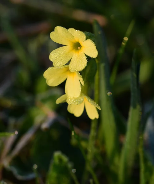 Detalhe da flor de cowslip — Fotografia de Stock