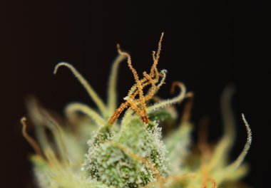 S.A.G.E. çeşitli yaşlı bloom