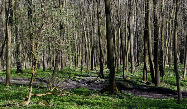 春天的森林路径 — 图库照片
