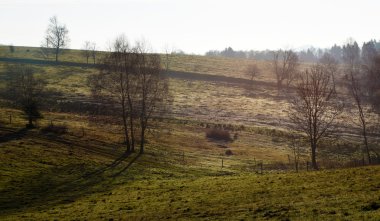 Orman ve Milli Parkı içinde ağaçlar