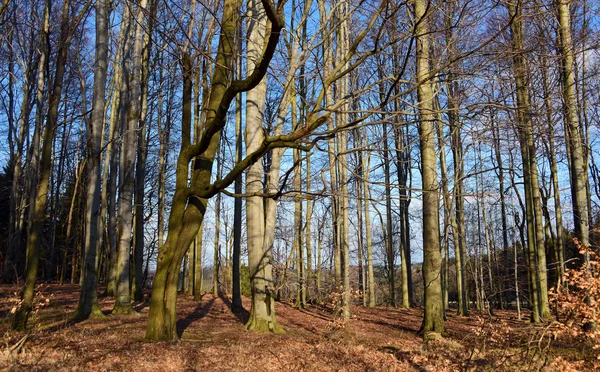 Bos en bomen in nationaal park — Stockfoto