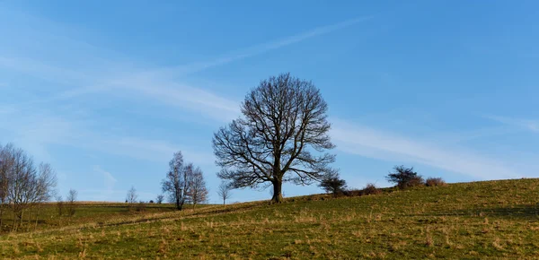 Forest and trees in national park — Stock Photo, Image