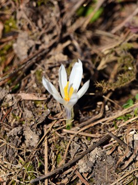 Menekşe bitkisi safran