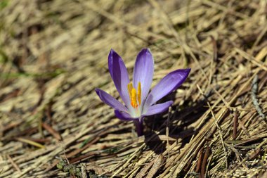 Menekşe bitkisi safran