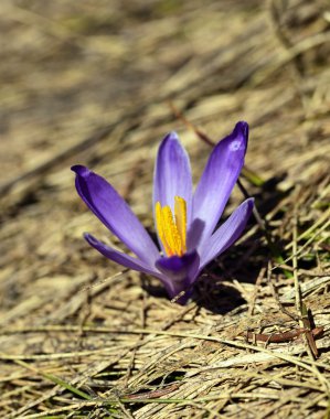 Menekşe bitkisi safran