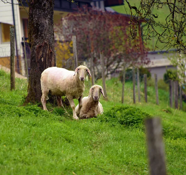 Pecore in primavera — Foto Stock