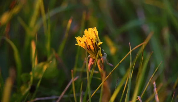 Naplemente a pitypang virág — Stock Fotó