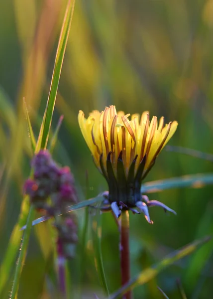 Puesta de sol con flor de diente de león — Foto de Stock