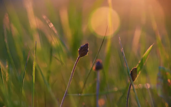 Sunset with dandelion flower — Stock Photo, Image