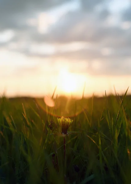 Puesta de sol con flor de diente de león — Foto de Stock