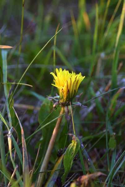 Puesta de sol con flor de diente de león — Foto de Stock