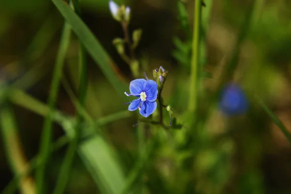Weronika właściwa kwiat — Zdjęcie stockowe