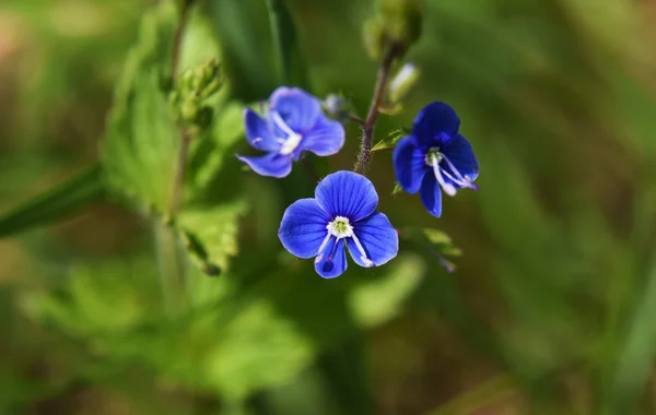 Veronica otu çiçeği — Stok fotoğraf