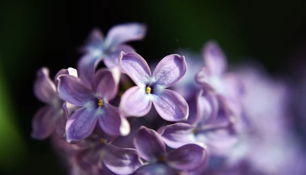 Flores lilás cor violeta — Fotografia de Stock