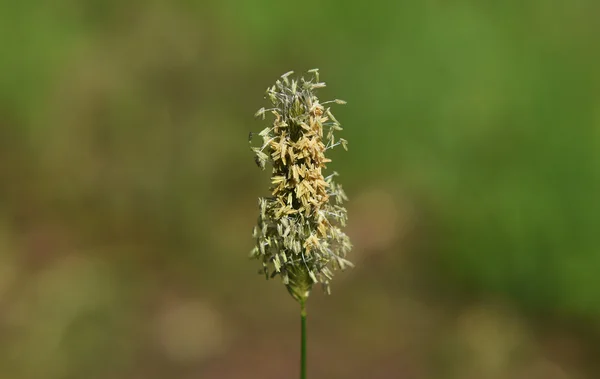 Kvetou trávy na louce — Stock fotografie
