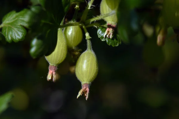 Kleine groene kruisbes in het voorjaar — Stockfoto