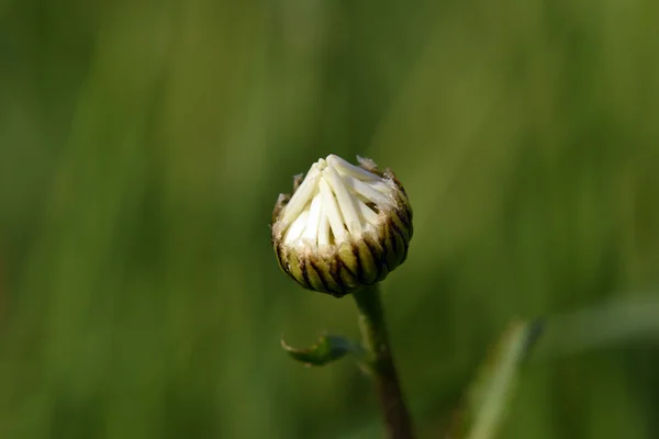 Квітка ромашки на лузі — стокове фото