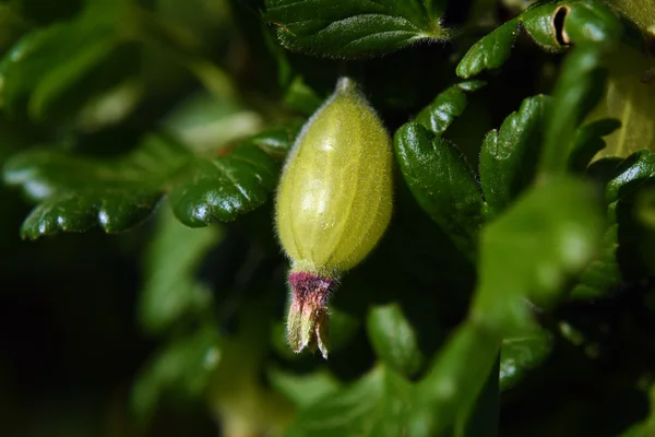 Grosella verde pequeña en primavera —  Fotos de Stock