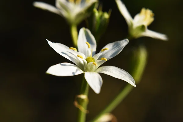 White bloom flower detail — Stock Photo, Image