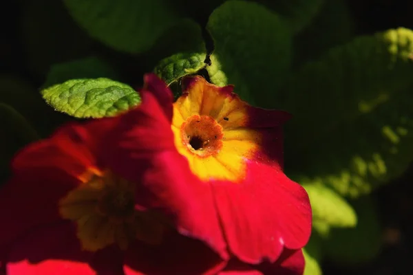 Röd gul primula blomma — Stockfoto