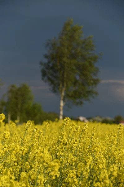 Yellow rape plant and dark sky — Stock Photo, Image