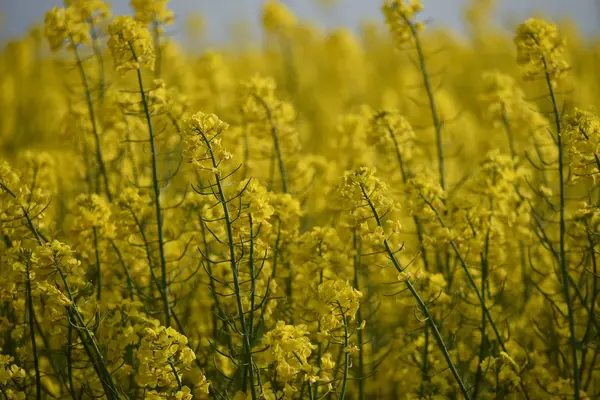 Yellow rape plant and dark sky — Stock Photo, Image