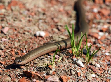 Blindworm taş geliyor