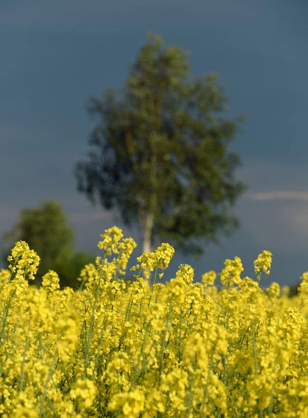 Yellow rape plant and dark sky — Stock Photo, Image