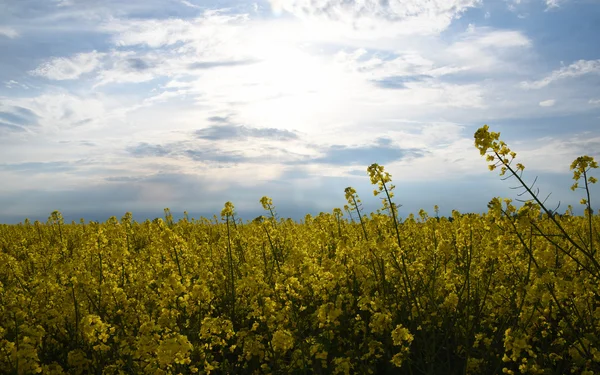 Yellow rape plant and dark sky — Stock Photo, Image