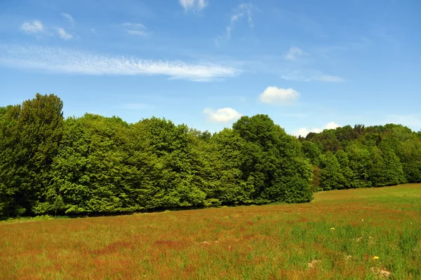 Meadow and forests in Kokorin area — Stock Photo, Image