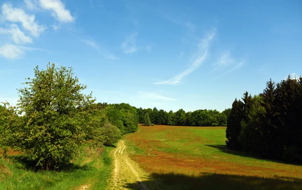 Pradera y bosques en la zona de Kokorin —  Fotos de Stock