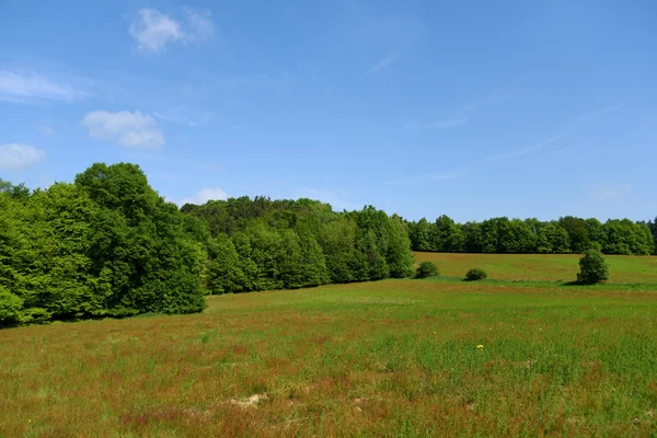 Wiesen und Wälder im Kokorin-Gebiet — Stockfoto