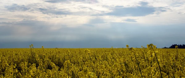 Yellow rape plant and dark sky — Stock Photo, Image