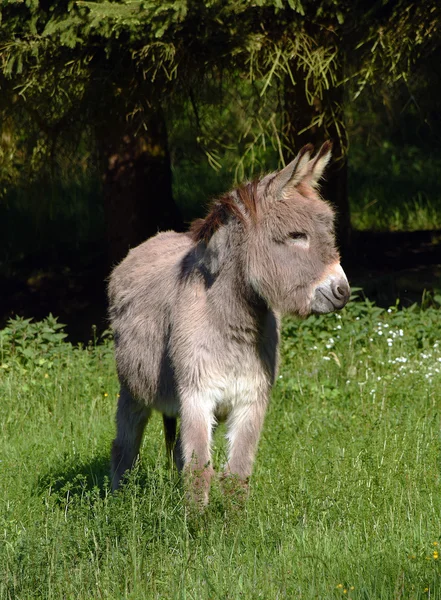 Donkey in green grass — Stock Photo, Image