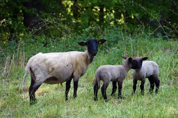 Kleine sheeps met moeder — Stockfoto