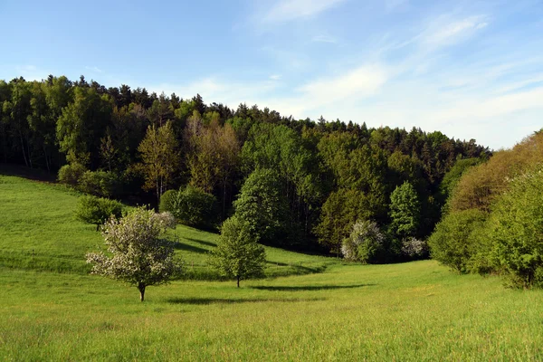 Rét, almafa — Stock Fotó