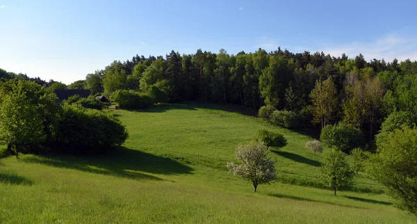 Weiland met appelboom — Stockfoto